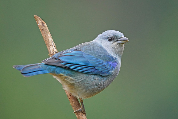 Azure-shouldered Tanager