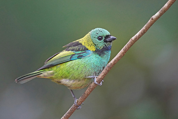 Green-headed Tanager