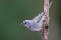 Golden-chevroned Tanager