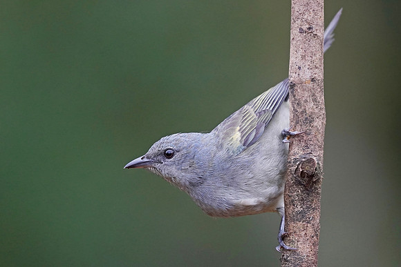 Golden-chevroned Tanager