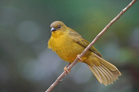 Olive-green Tanager