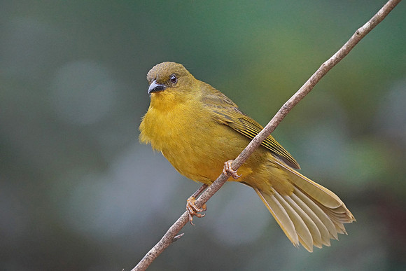 Olive-green Tanager