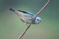 Azure-shouldered Tanager