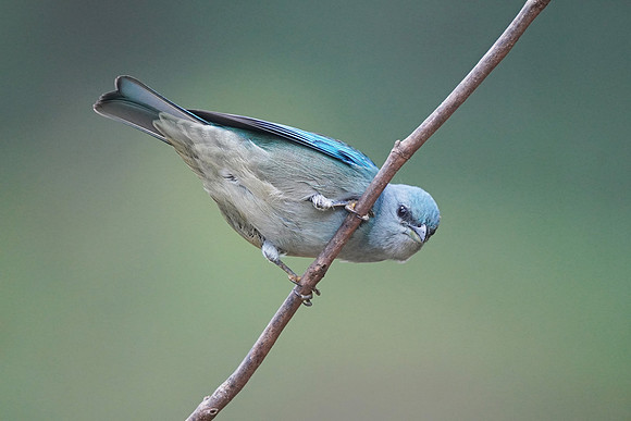 Azure-shouldered Tanager
