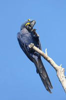 Hyacinth Macaw