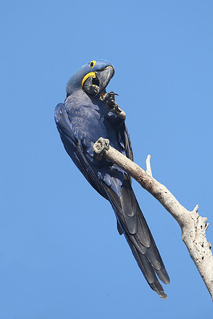 Hyacinth Macaw