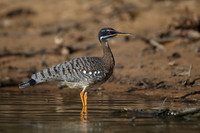 Sunbittern