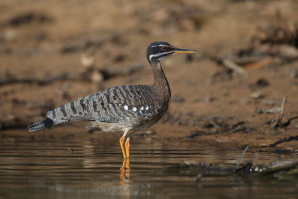 Sunbittern