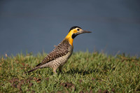 Campo Flicker