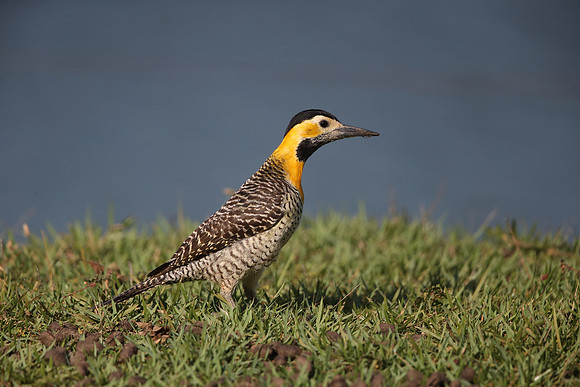 Campo Flicker