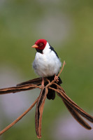 Yellow-billed Cardinal