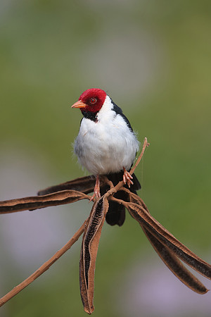 Yellow-billed Cardinal