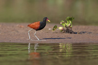 Wattled Jacana