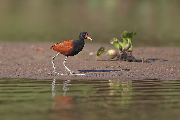Wattled Jacana