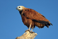 Black-collared Hawk