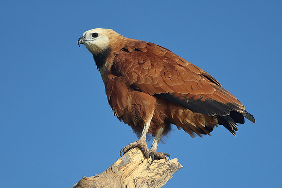 Black-collared Hawk