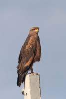 Savanna Hawk