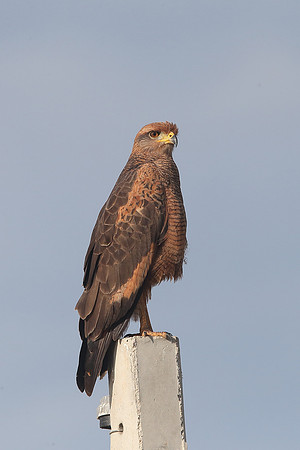 Savanna Hawk