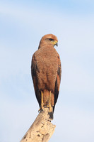 Savanna Hawk