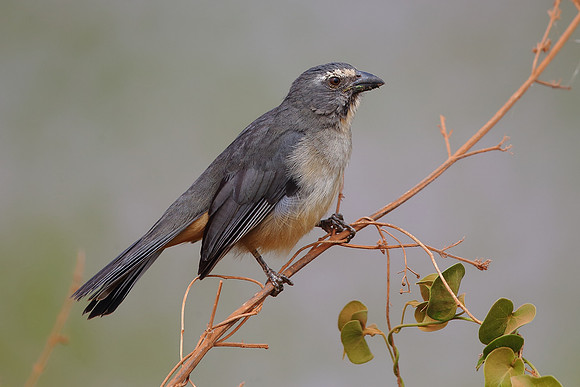 Bluish-grey Saltator
