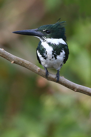 Amazon Kingfisher