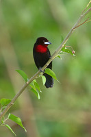 Silver-beaked Tanager