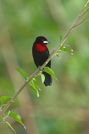 Silver-beaked Tanager