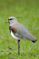 Southern Lapwing