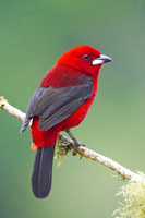 Brazilian Tanager