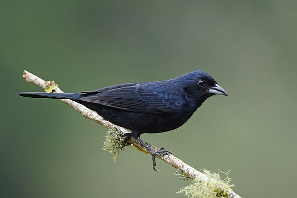 Ruby-crowned Tanager