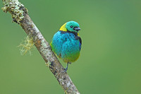 Green-headed Tanager