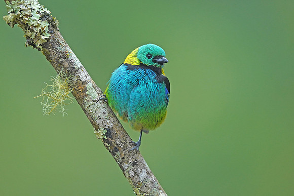 Green-headed Tanager