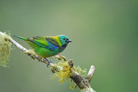 Green-headed Tanager
