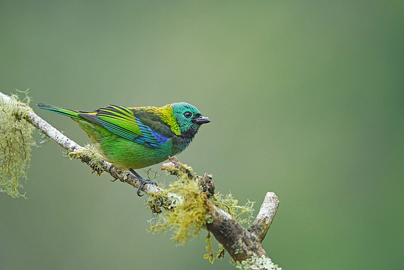 Green-headed Tanager