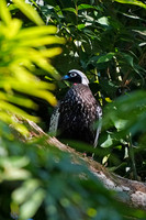Black-fronted Piping-Guan