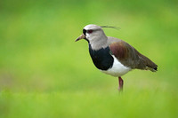 Southern Lapwing