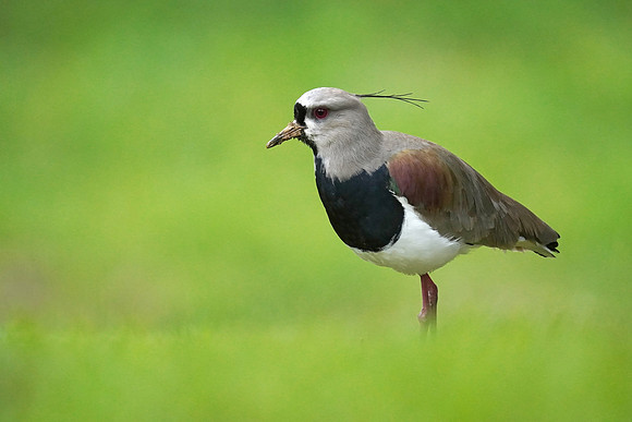 Southern Lapwing