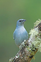 Azure-shouldered Tanager