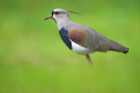 Southern Lapwing
