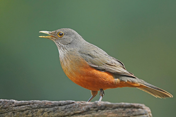 Rufous-bellied Thrush