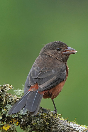 Brazilian Tanager