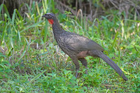 Dusky-legged Guan