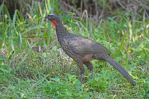 Dusky-legged Guan