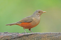 Rufous-bellied Thrush