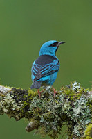 Blue Dacnis