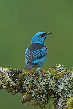 Blue Dacnis