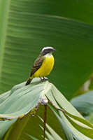 Social Flycatcher