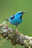 Blue Dacnis