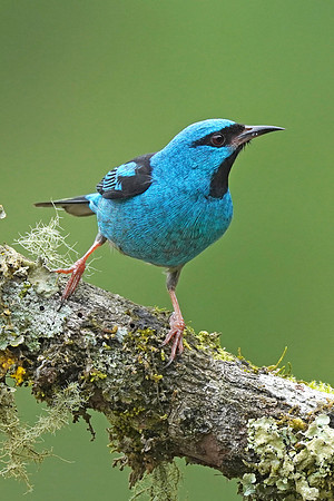 Blue Dacnis