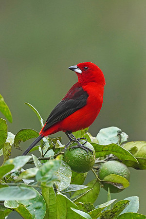 Brazilian Tanager